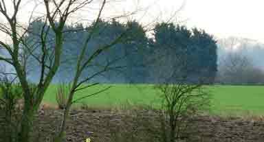 trees and grass