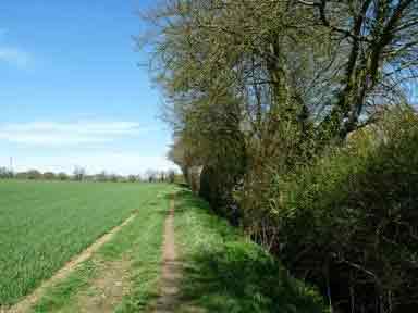 hedgerow & field